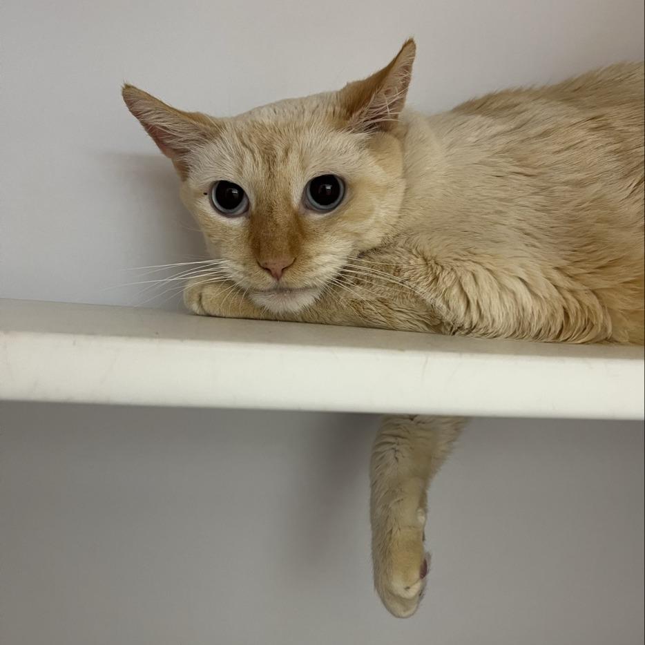 Sputnik — thumbnail 5