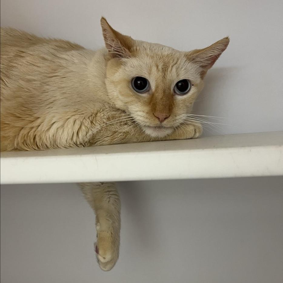 Sputnik — thumbnail 6