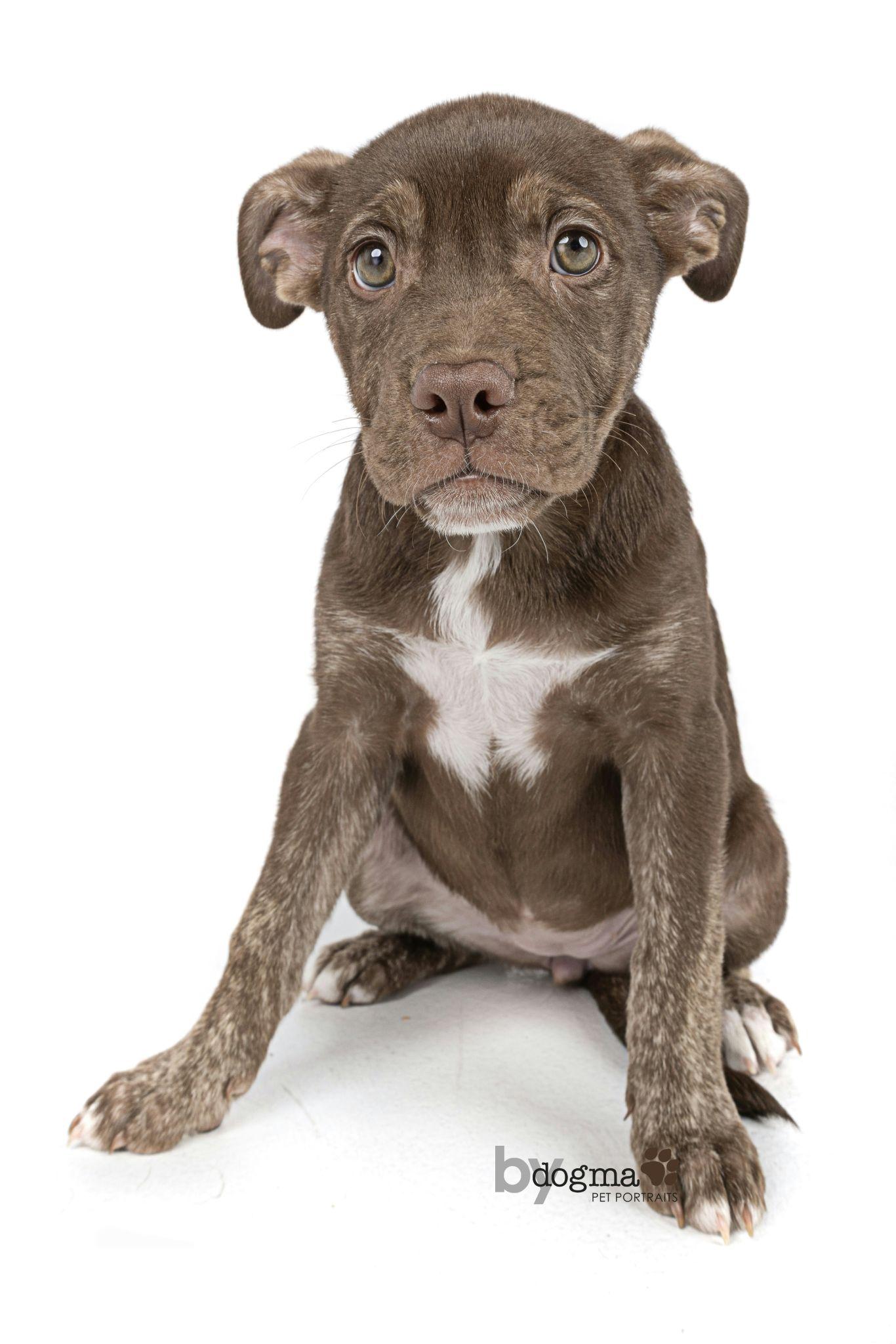 Enlarge Sprout, a Adopted mixed breed in McMinnville, OR image 1/1