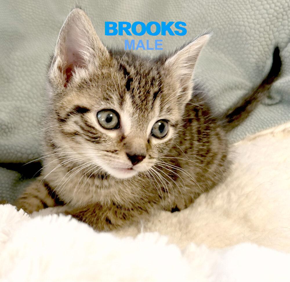 Brooks, a Adoptable Domestic Short Hair in Mooresville, NC image 2/2