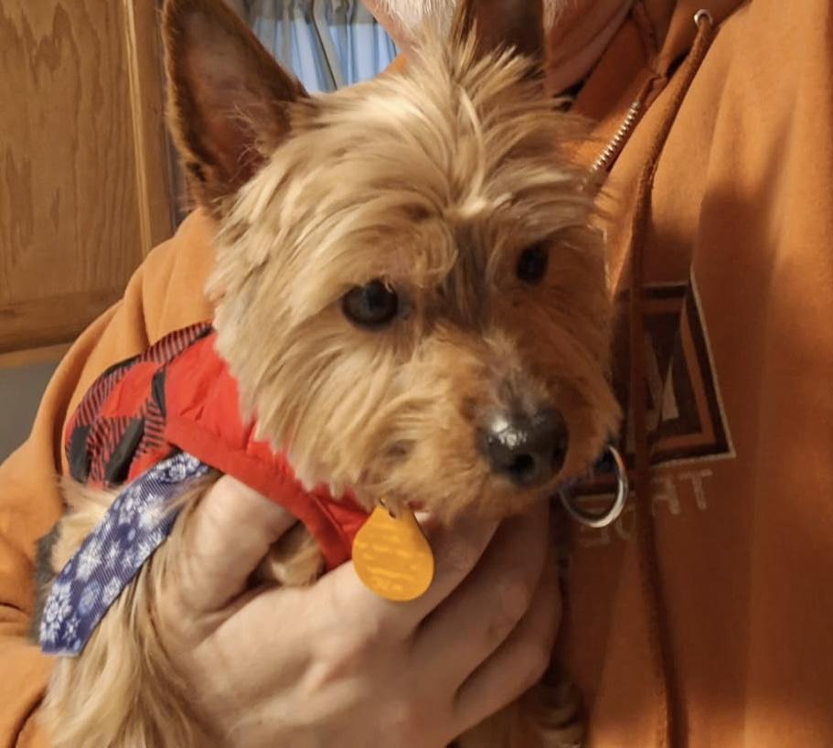 Enlarge Telly, an adoptable Yorkshire Terrier in Scituate, MA image 1/2