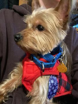 Enlarge Telly, an adoptable Yorkshire Terrier in Scituate, MA image 2/2