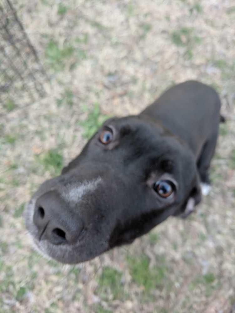 Soks, Adopted, Adult Male Labrador Retriever & Pit Bull Terrier.