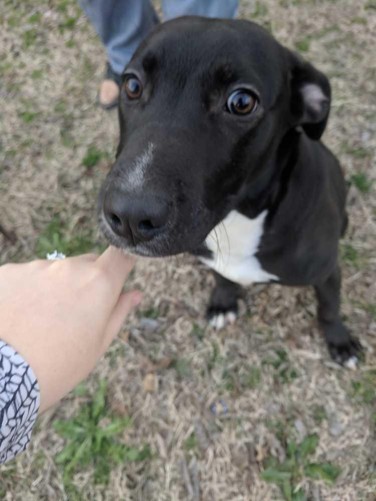 Enlarge Soks, a Adopted mixed breed in Sanger, TX image 2/6