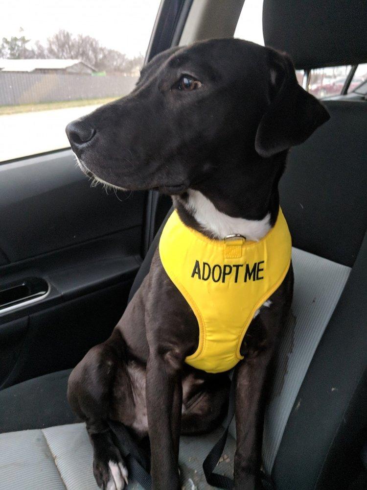 Soks, Adopted, Adult Male Labrador Retriever & Pit Bull Terrier.