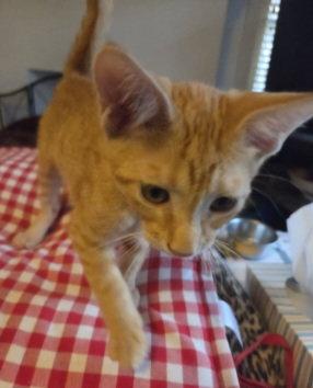 Enlarge ALLEN, a Adoptable mixed breed in San Antonio, TX image 2/3