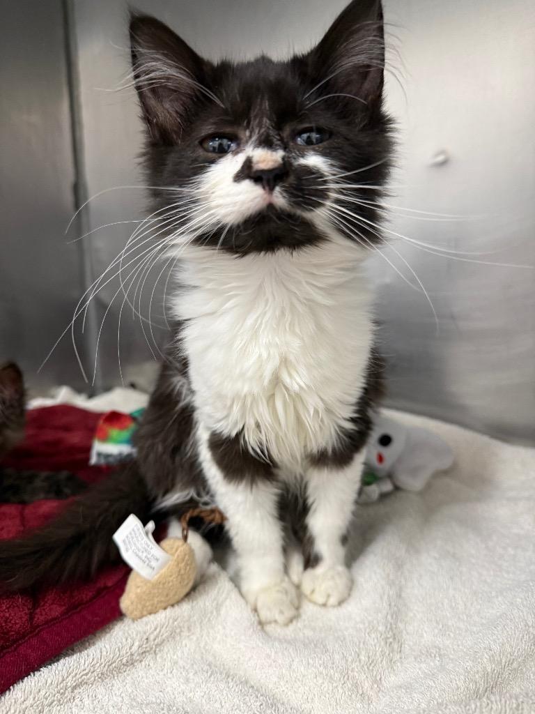 Tally, Adoptable, Kitten Female Domestic Medium Hair.