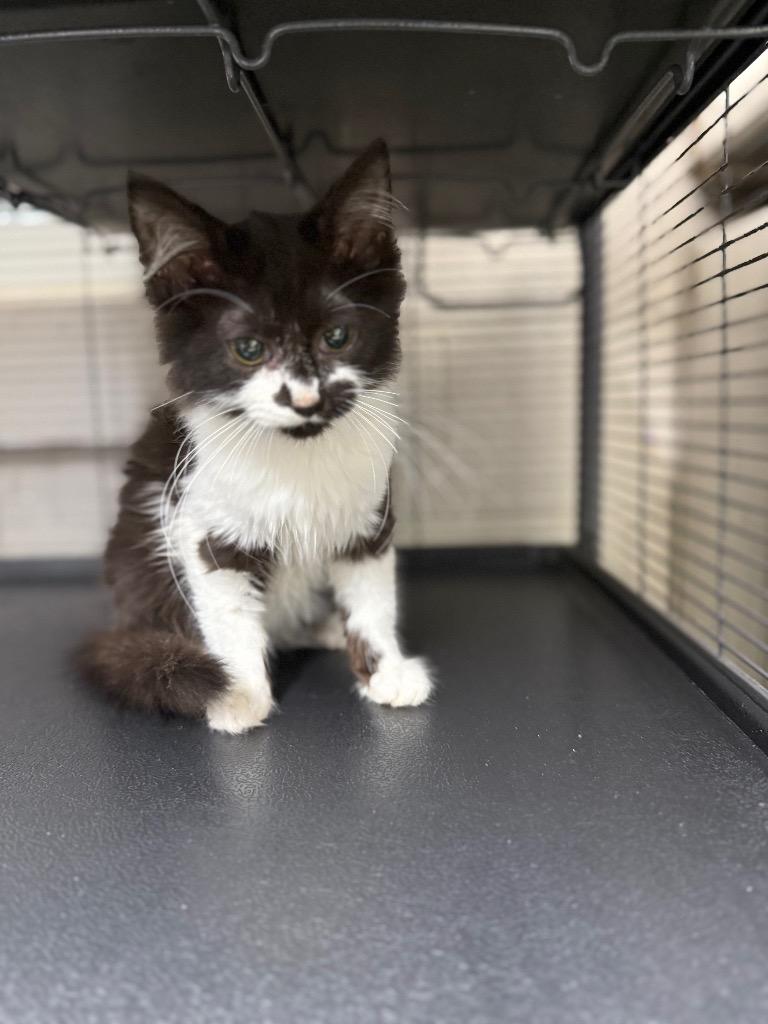 Enlarge Tally, a Adoptable mixed breed in Murray, KY image 2/2