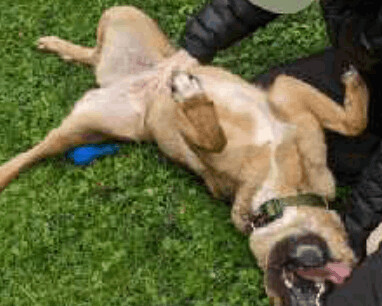 Madeline, Adoptable, Young Female German Shepherd Dog.