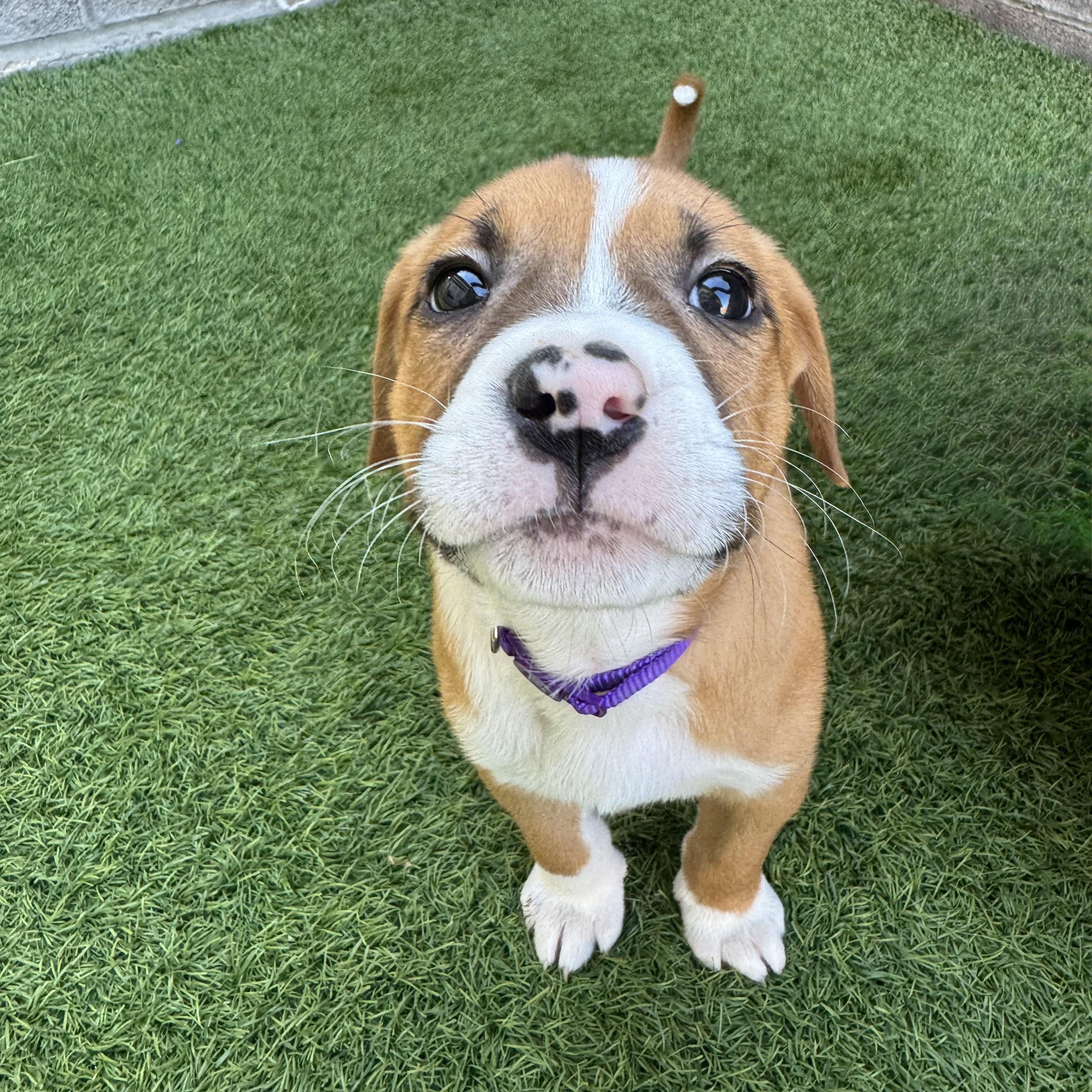 Saturn, adopted, Puppy Female Mixed Breed.