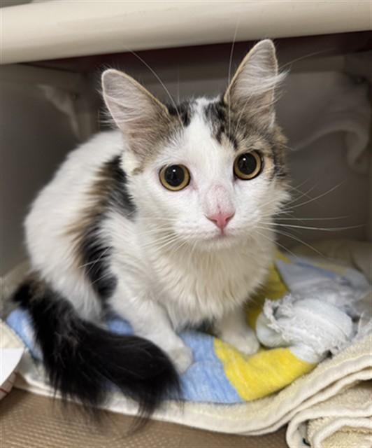 Enlarge CHRISTINE, a Adoptable Domestic Long Hair in Boston, MA image 1/1