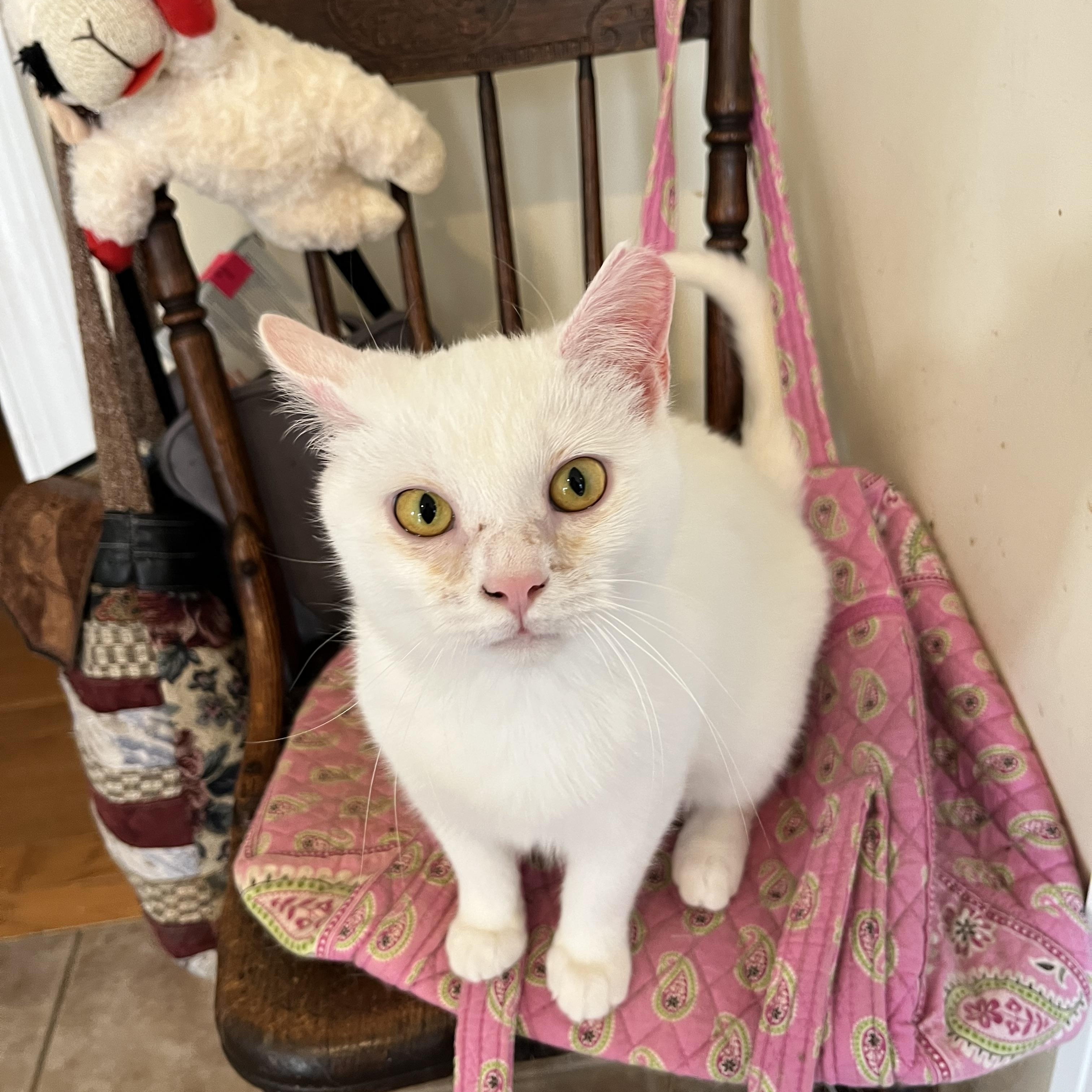 Sweet Pea, Young Male unknown