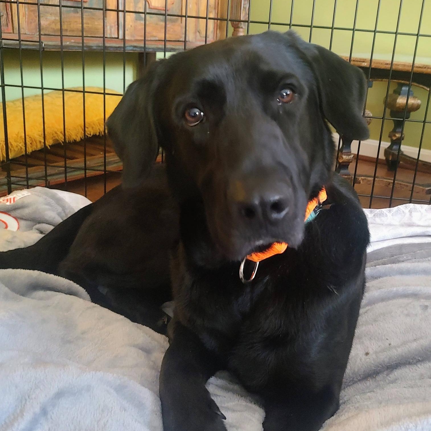 Enlarge Rambo, a ADOPTABLE Black Labrador Retriever in North Jackson, OH image 5/5
