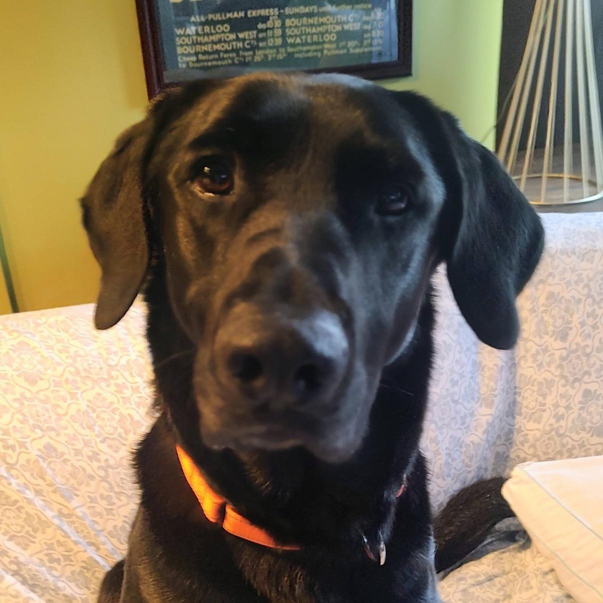 Enlarge Rambo, a ADOPTABLE Black Labrador Retriever in North Jackson, OH image 4/5