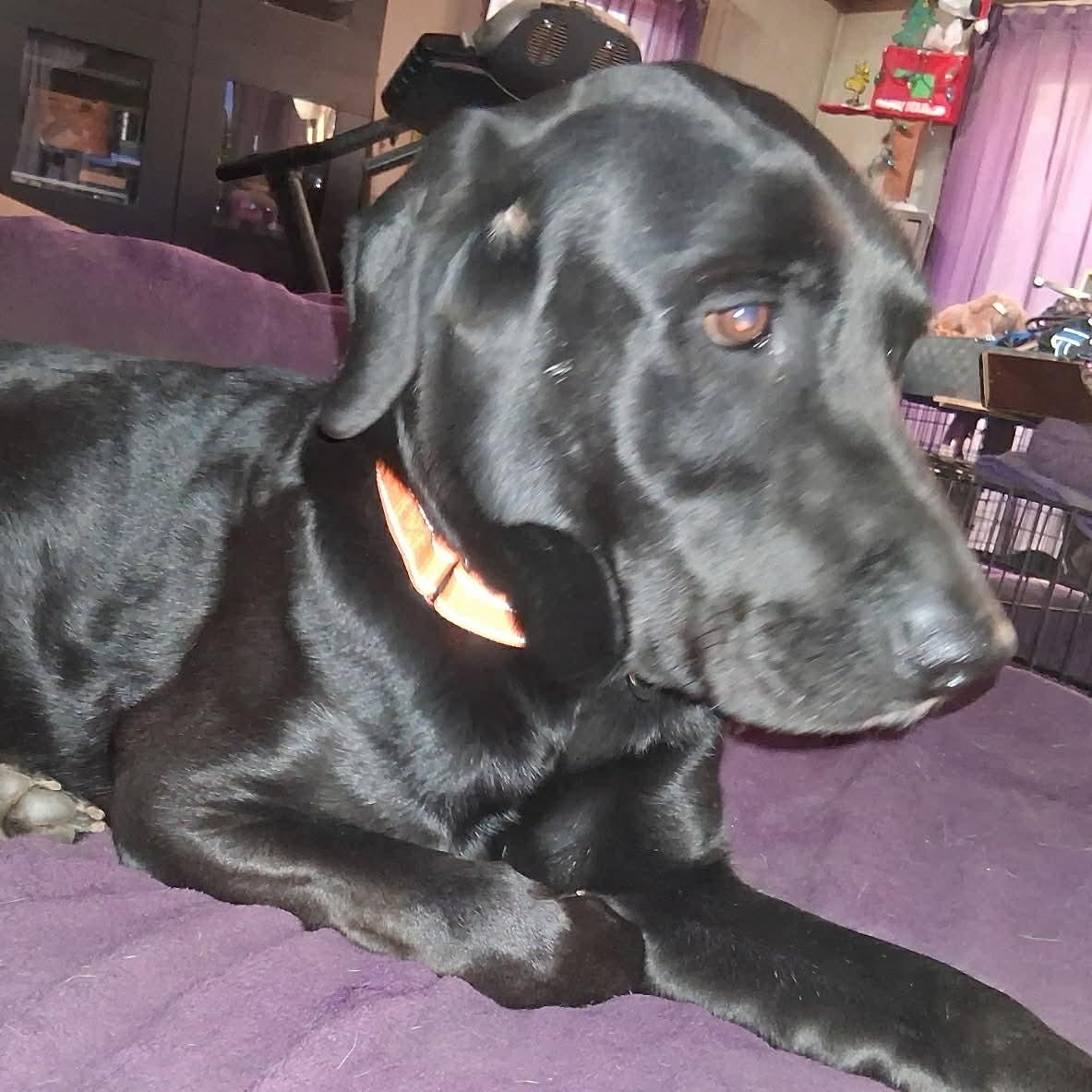 Enlarge Rambo, a ADOPTABLE Black Labrador Retriever in North Jackson, OH image 3/5