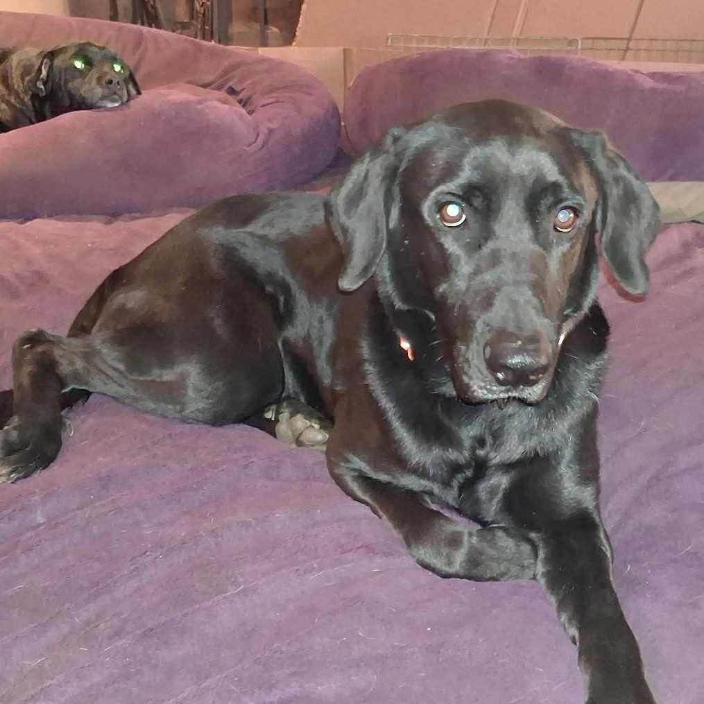 Enlarge Rambo, a ADOPTABLE Black Labrador Retriever in North Jackson, OH image 2/5