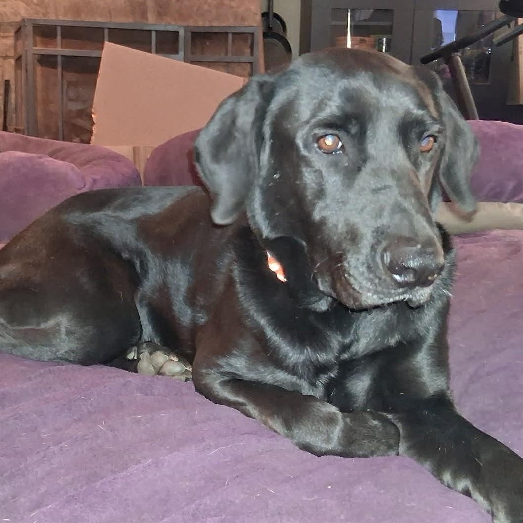 Rambo, ADOPTABLE, Adult Male Black Labrador Retriever.