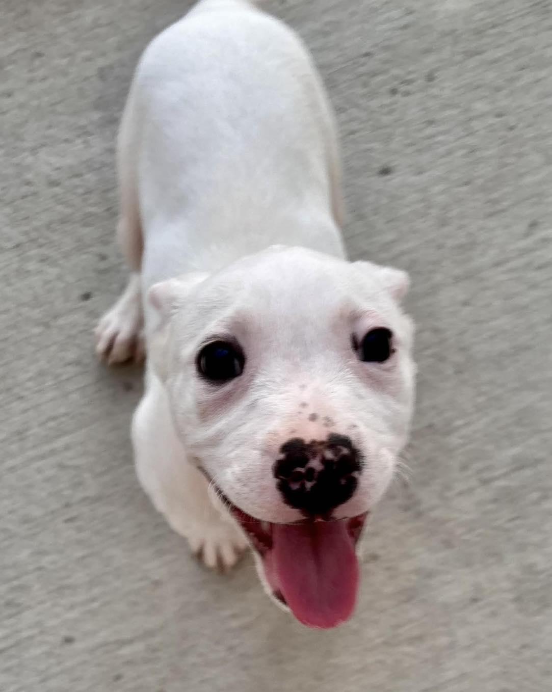 George, ADOPTABLE, Young Male Terrier.