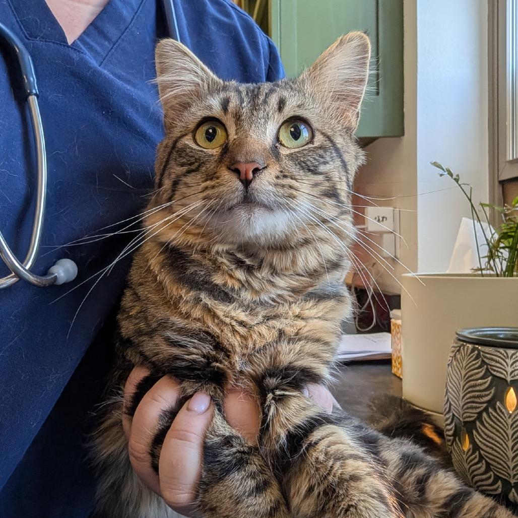 Aaron, Adoptable, Young Male Domestic Medium Hair.