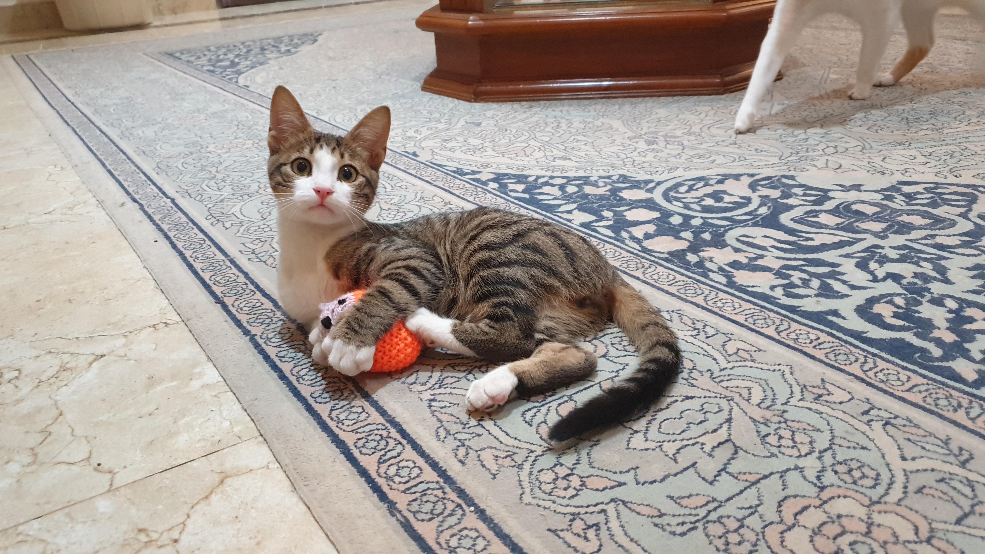 Enlarge Meet George — Gentle, Playful, and Full of Life, a ADOPTABLE mixed breed in North York, ON image 3/6