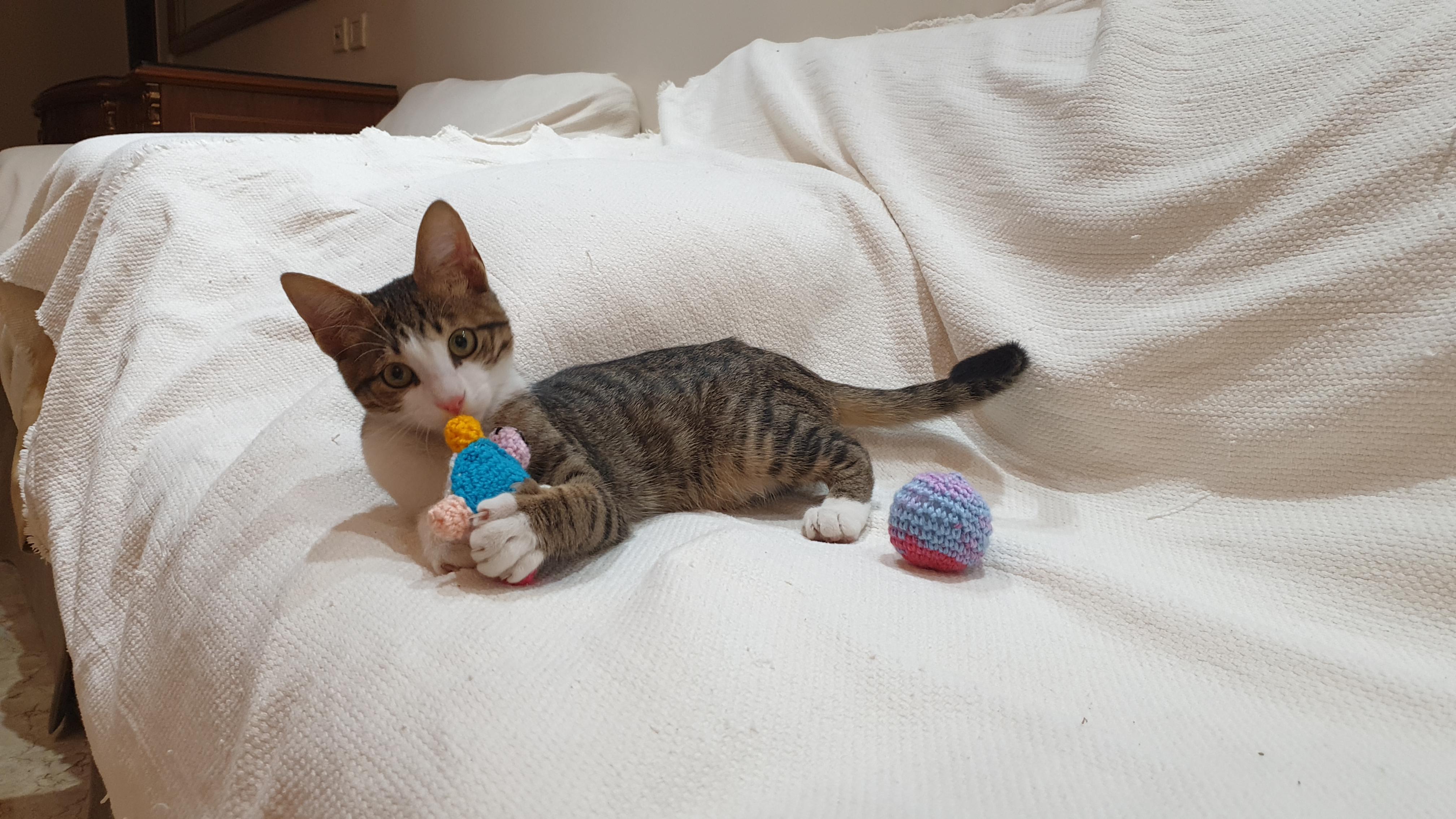 Enlarge Meet George — Gentle, Playful, and Full of Life, a ADOPTABLE mixed breed in North York, ON image 2/6