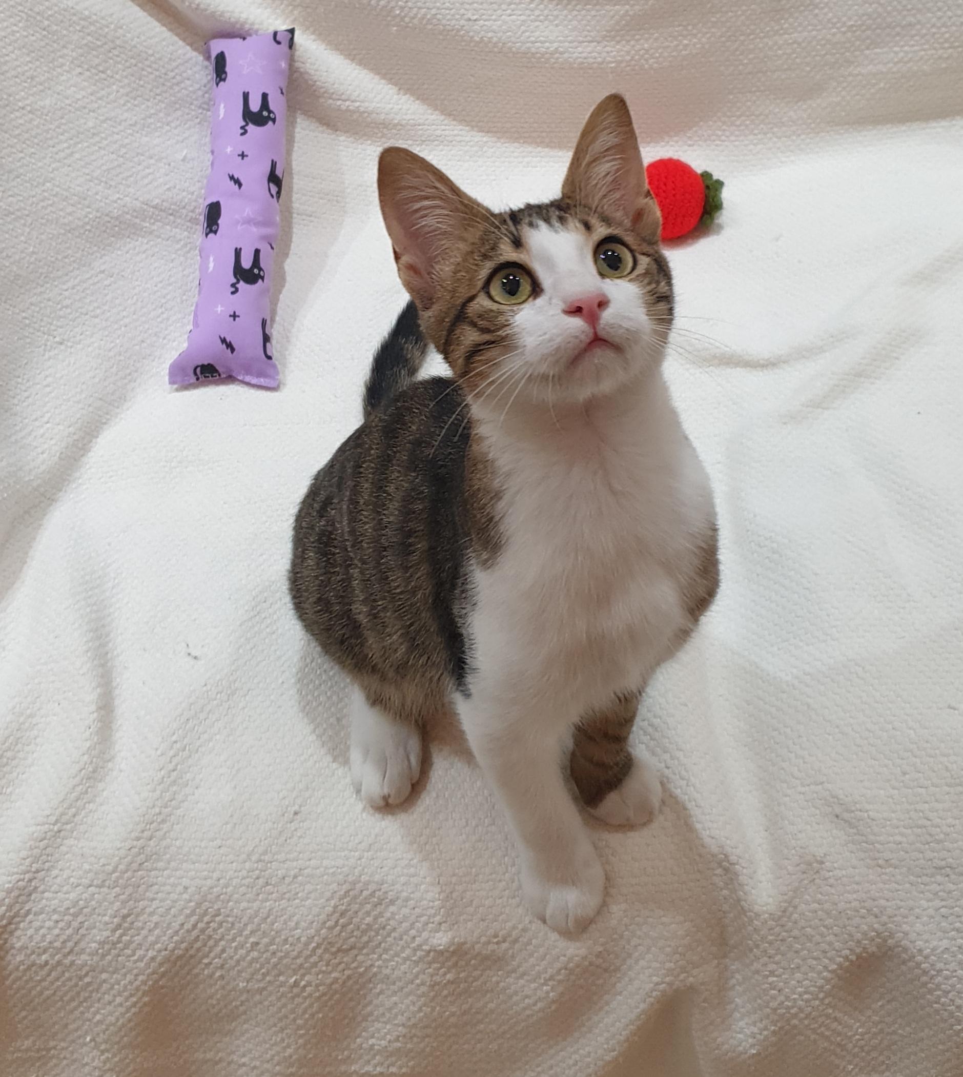 Enlarge Meet George — Gentle, Playful, and Full of Life, a ADOPTABLE mixed breed in North York, ON image 1/6