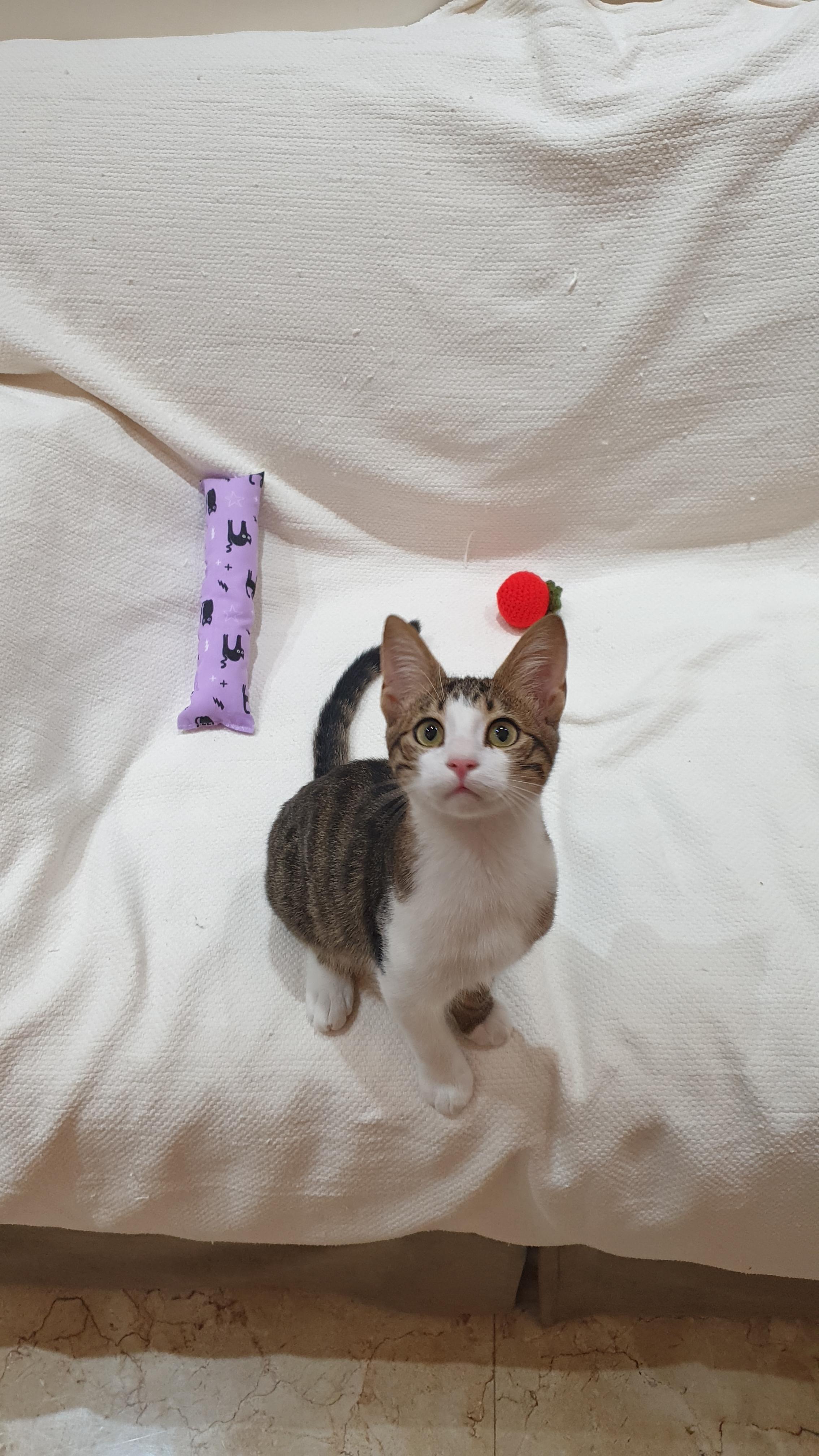 Enlarge Meet George — Gentle, Playful, and Full of Life, a ADOPTABLE mixed breed in North York, ON image 6/6