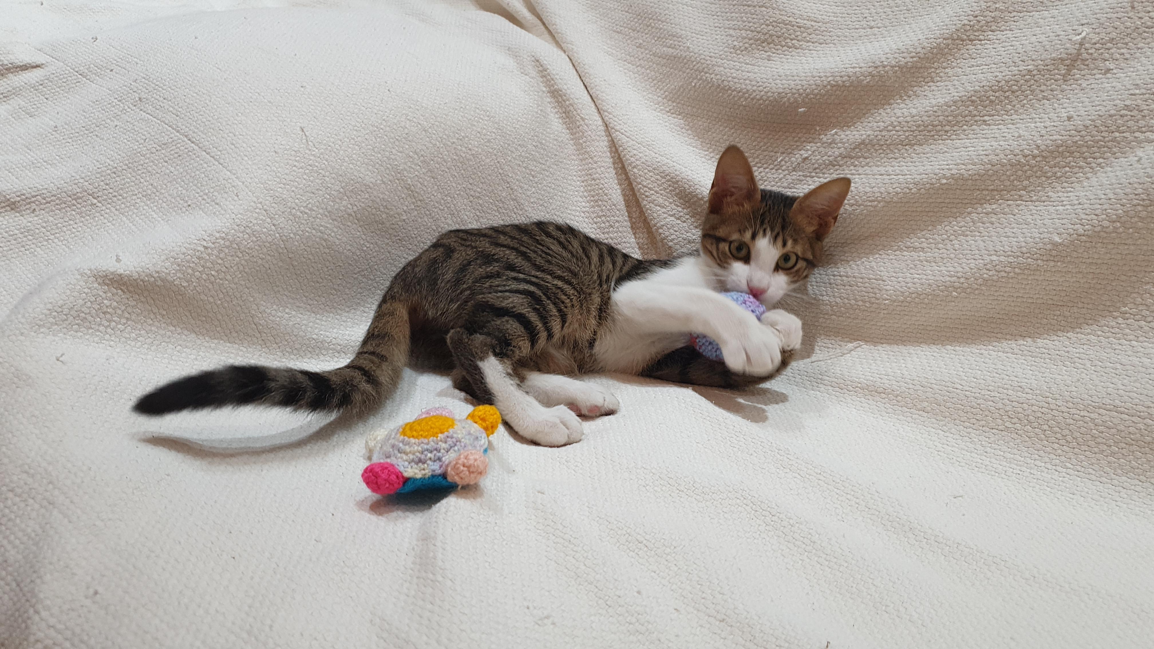 Enlarge Meet George — Gentle, Playful, and Full of Life, a ADOPTABLE mixed breed in North York, ON image 5/6