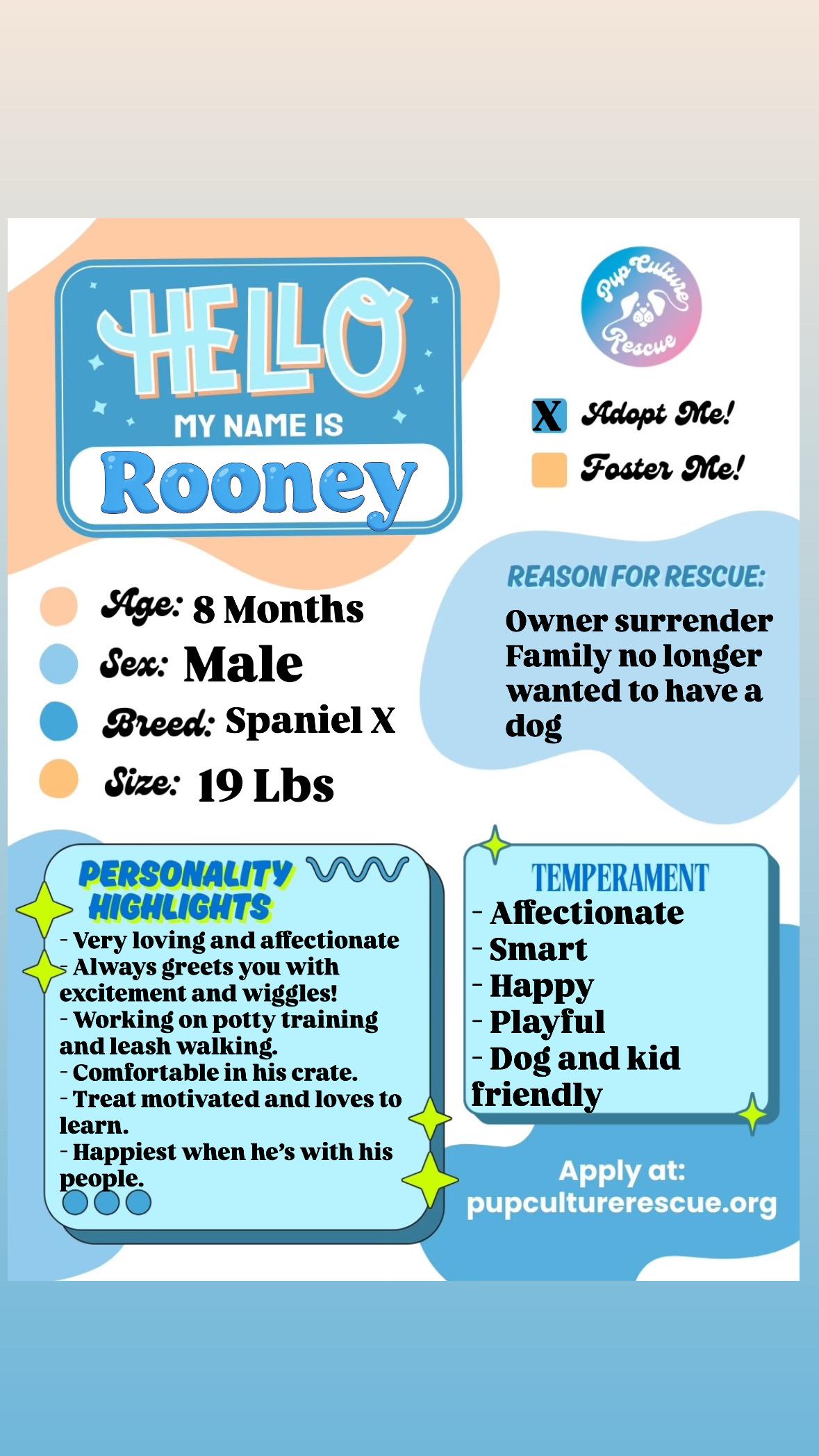 Rooney, a ADOPTABLE mixed breed in Pasadena, CA image 2/6
