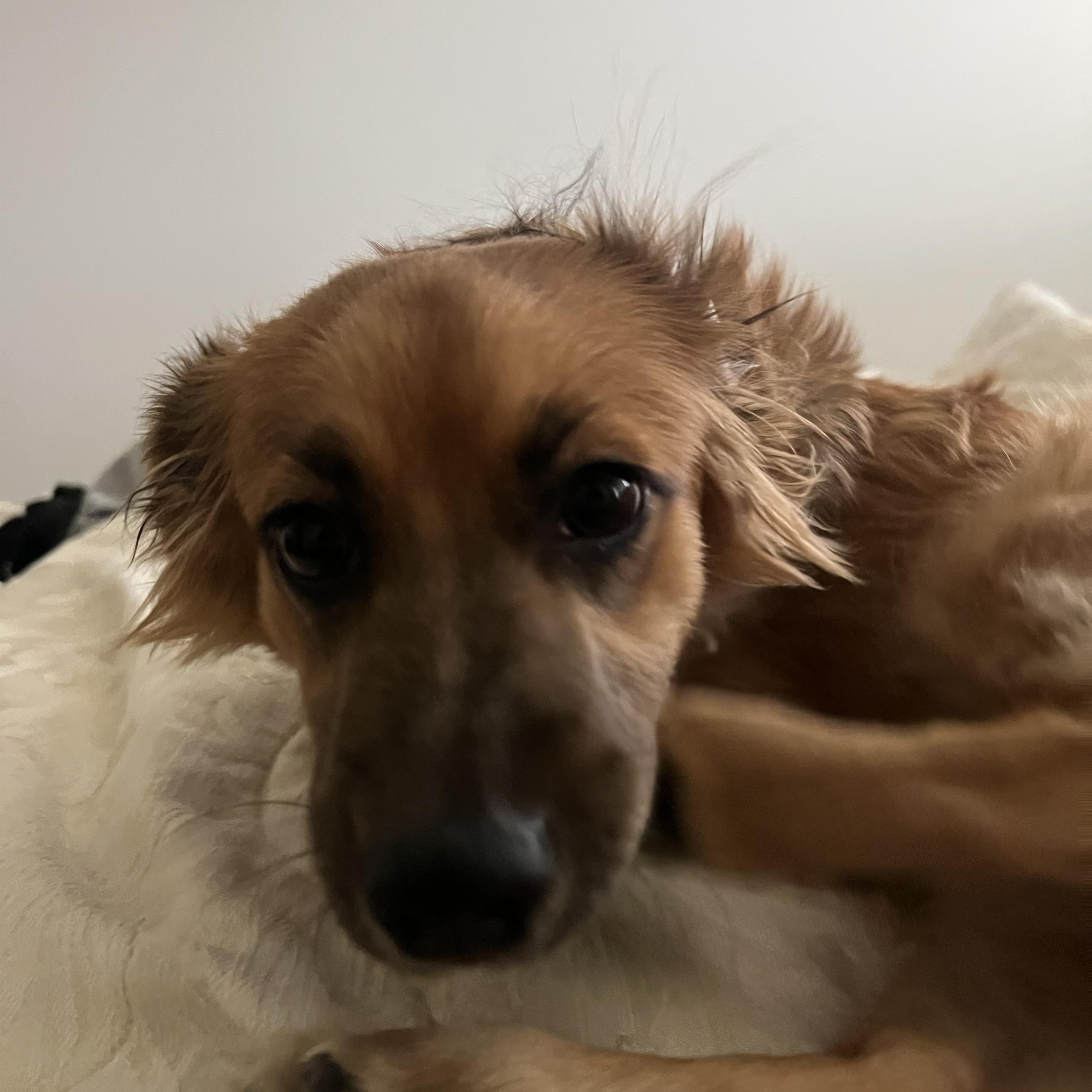 Rooney, a ADOPTABLE mixed breed in Pasadena, CA image 3/6