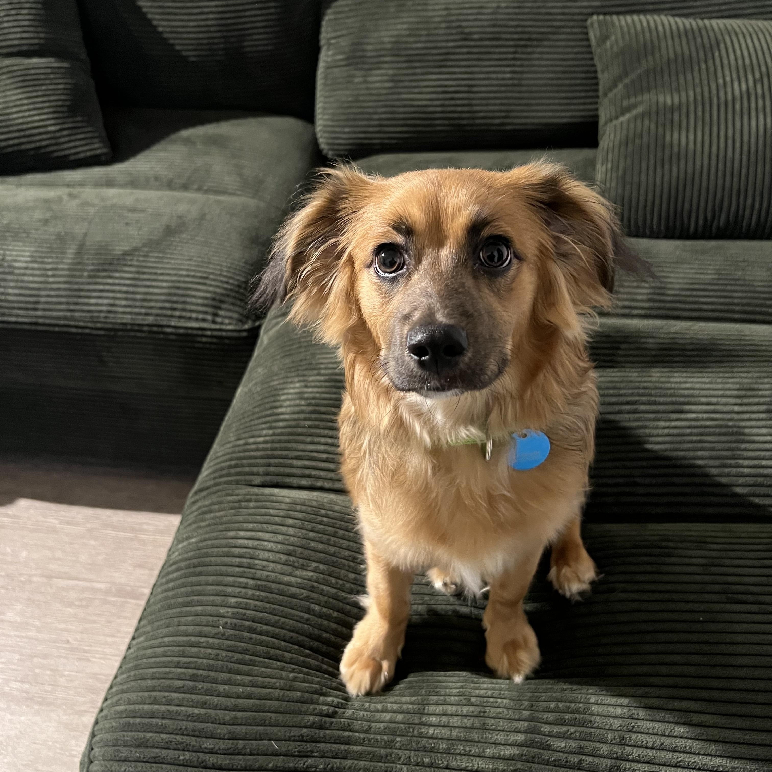 Rooney, ADOPTABLE, Young Male Spaniel.