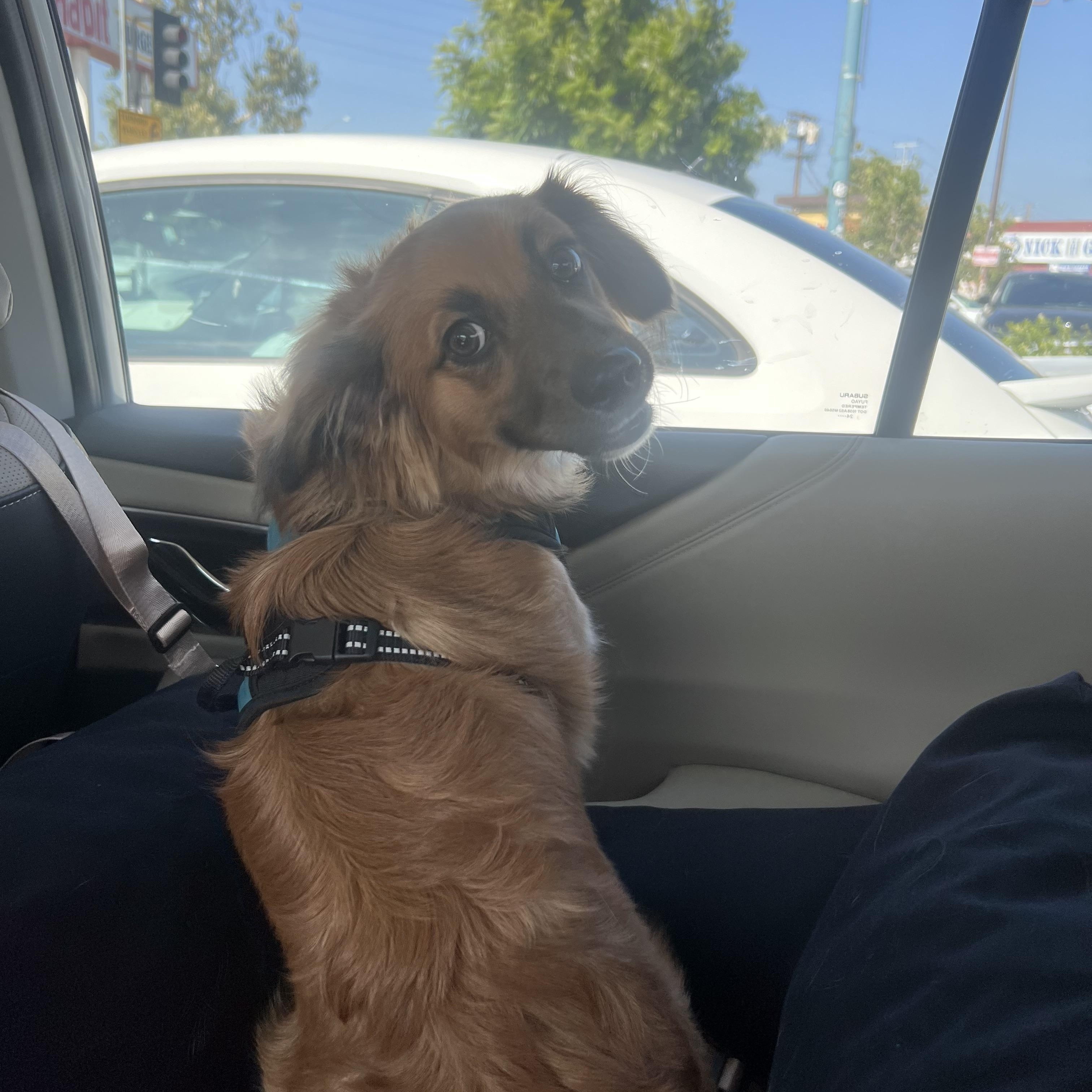 Rooney, a ADOPTABLE mixed breed in Pasadena, CA image 4/6