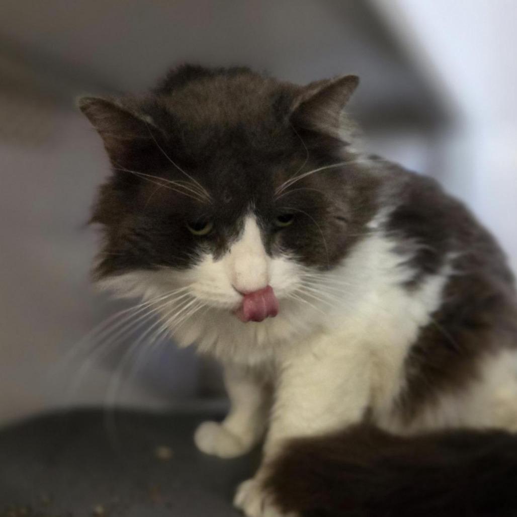 Norman, Adoptable, Adult Male Domestic Medium Hair.