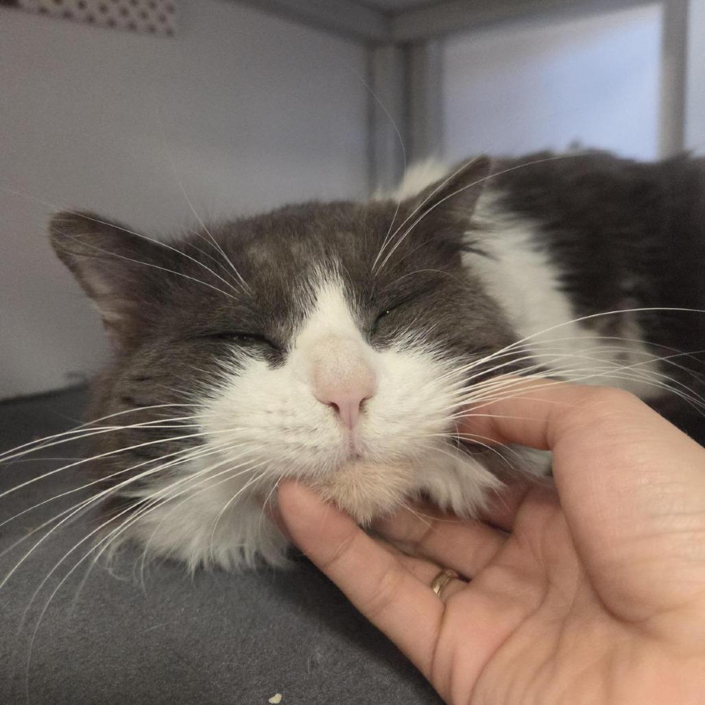 Enlarge Norman, a Adoptable Domestic Medium Hair in Houston, TX image 3/4