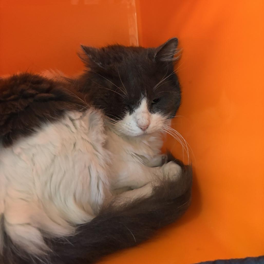 Enlarge Norman, a Adoptable Domestic Medium Hair in Houston, TX image 4/4