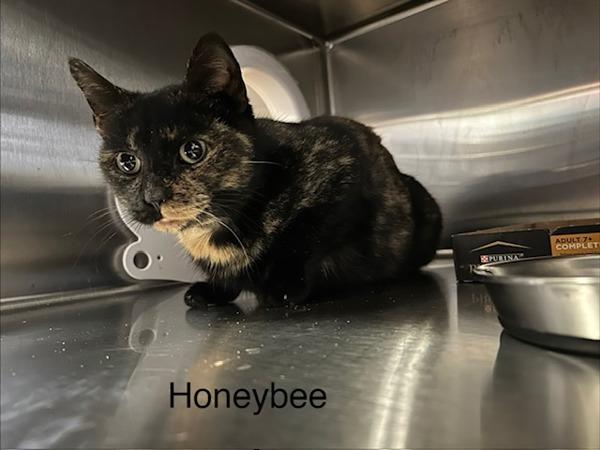 Enlarge Honey  Tea, a Adoptable mixed breed in Knoxville, TN image 1/1