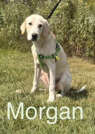 Morgan, Adopted, Puppy Female Great Pyrenees & Mixed Breed.