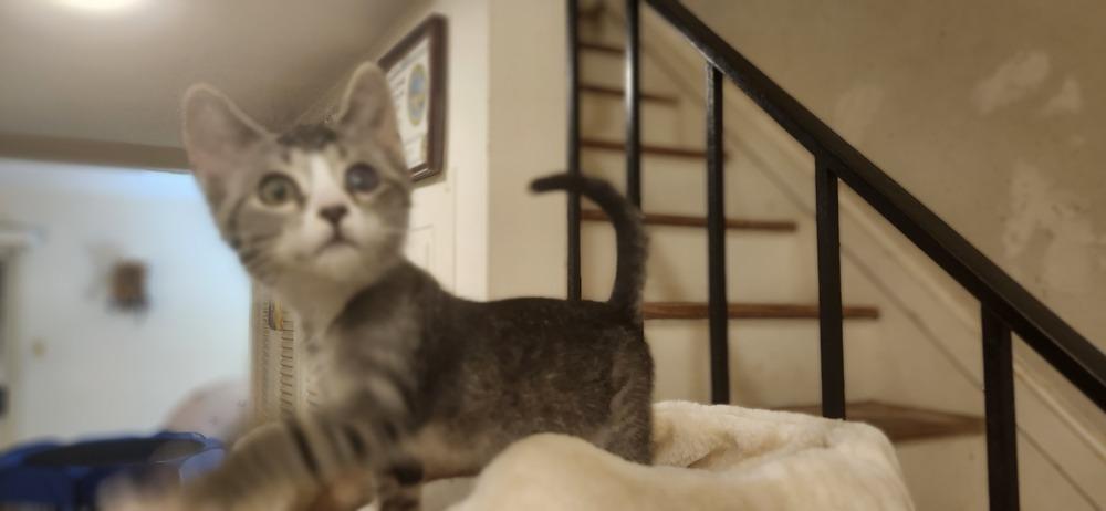 Smidgen, a Adoptable Domestic Short Hair in Henrico, VA image 1/4