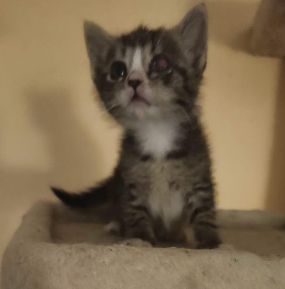 Smidgen, a Adoptable Domestic Short Hair in Henrico, VA image 2/4