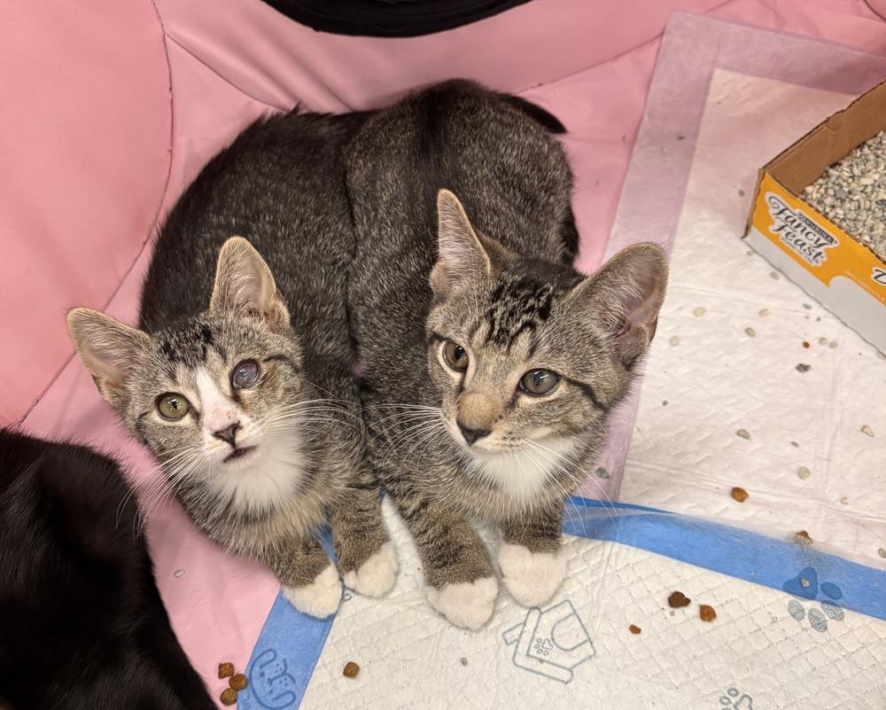Smidgen, a Adoptable Domestic Short Hair in Henrico, VA image 3/4