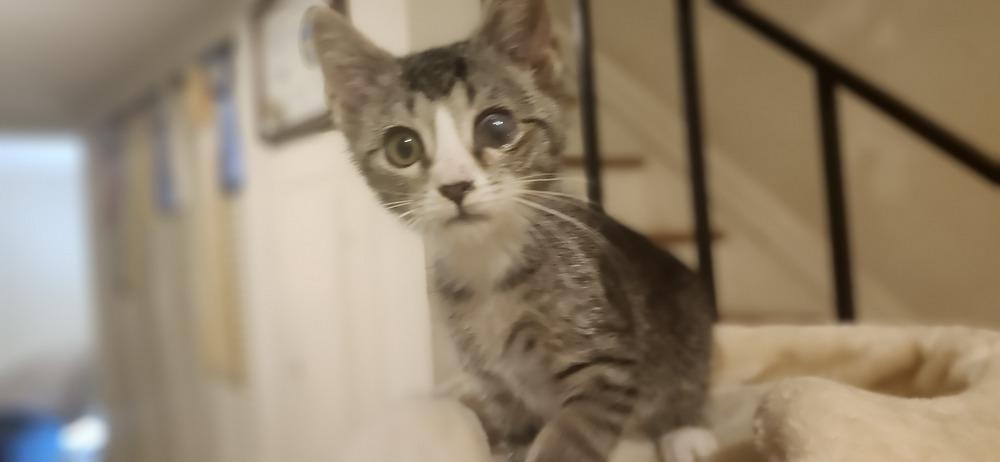 Smidgen, a Adoptable Domestic Short Hair in Henrico, VA image 4/4