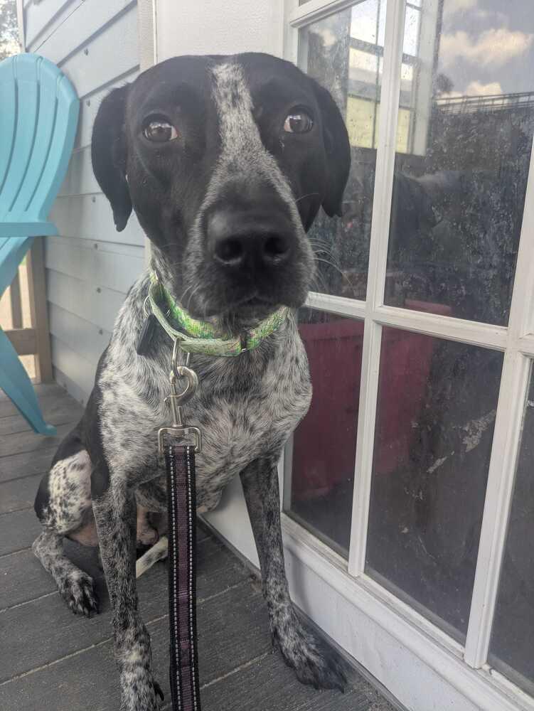 Oreo, Adoptable, Adult Male German Shorthaired Pointer.