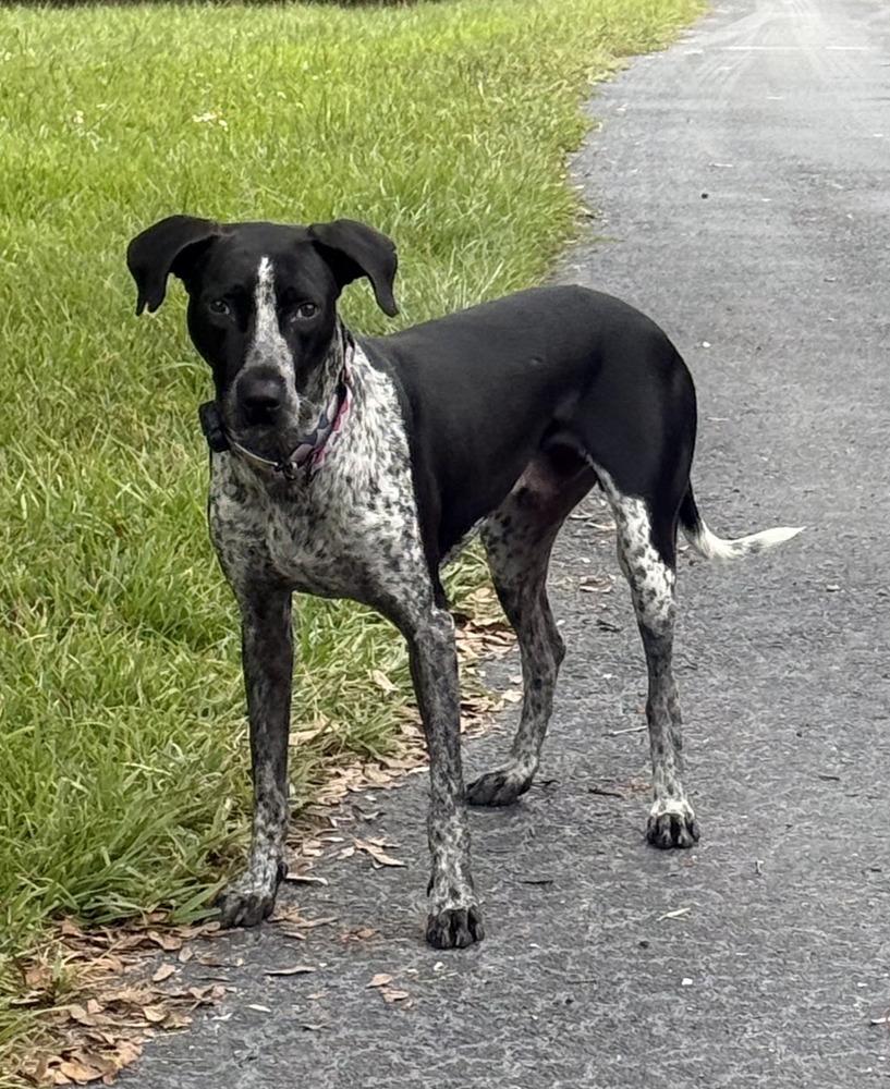 Enlarge Oreo, a Adoptable mixed breed in Lakeland, FL image 2/6