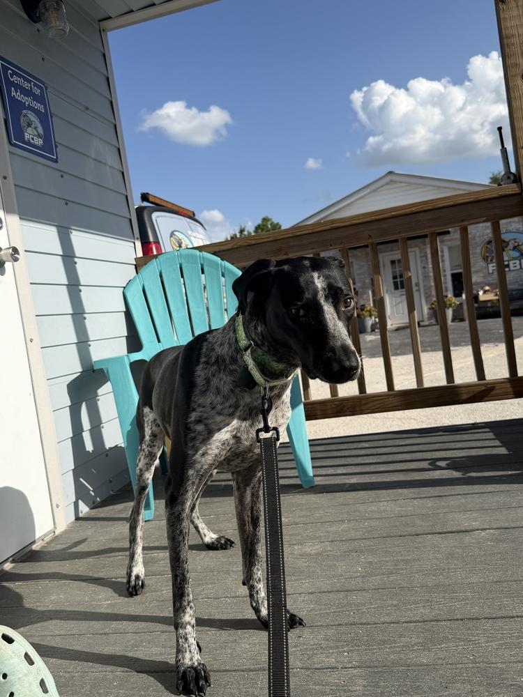 Enlarge Oreo, a Adoptable mixed breed in Lakeland, FL image 3/6