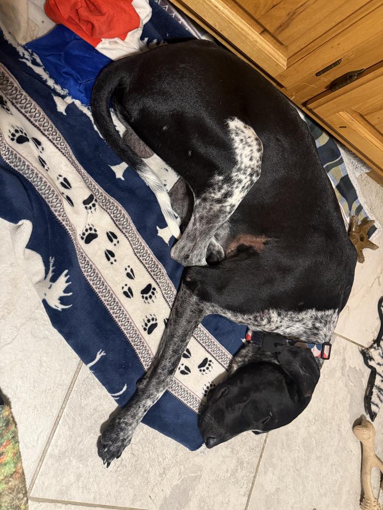 Enlarge Oreo, a Adoptable mixed breed in Lakeland, FL image 4/6