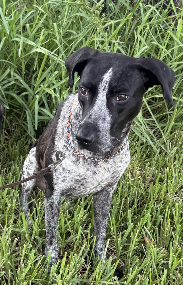 Enlarge Oreo, a Adoptable mixed breed in Lakeland, FL image 5/6