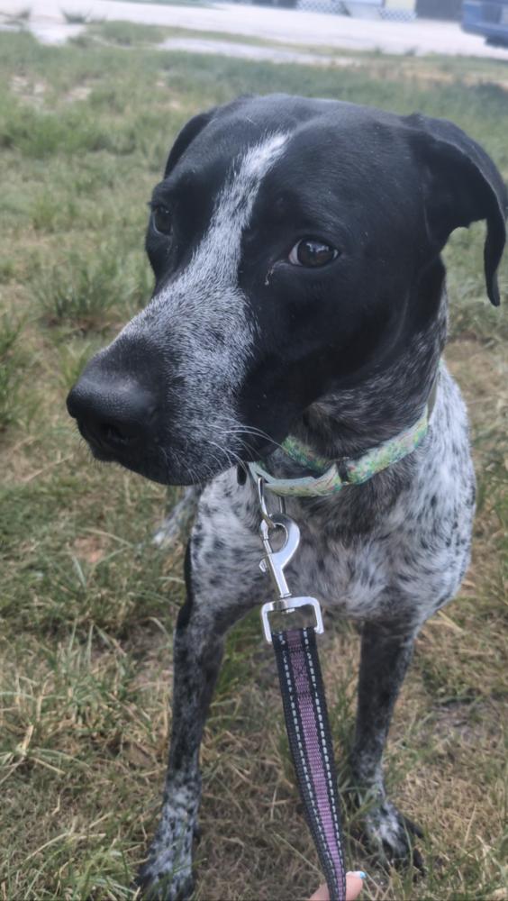 Enlarge Oreo, a Adoptable mixed breed in Lakeland, FL image 6/6