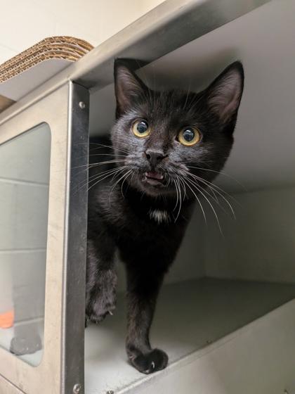 Kahlua, Adoptable, Kitten Female Domestic Short Hair & Domestic Short Hair.