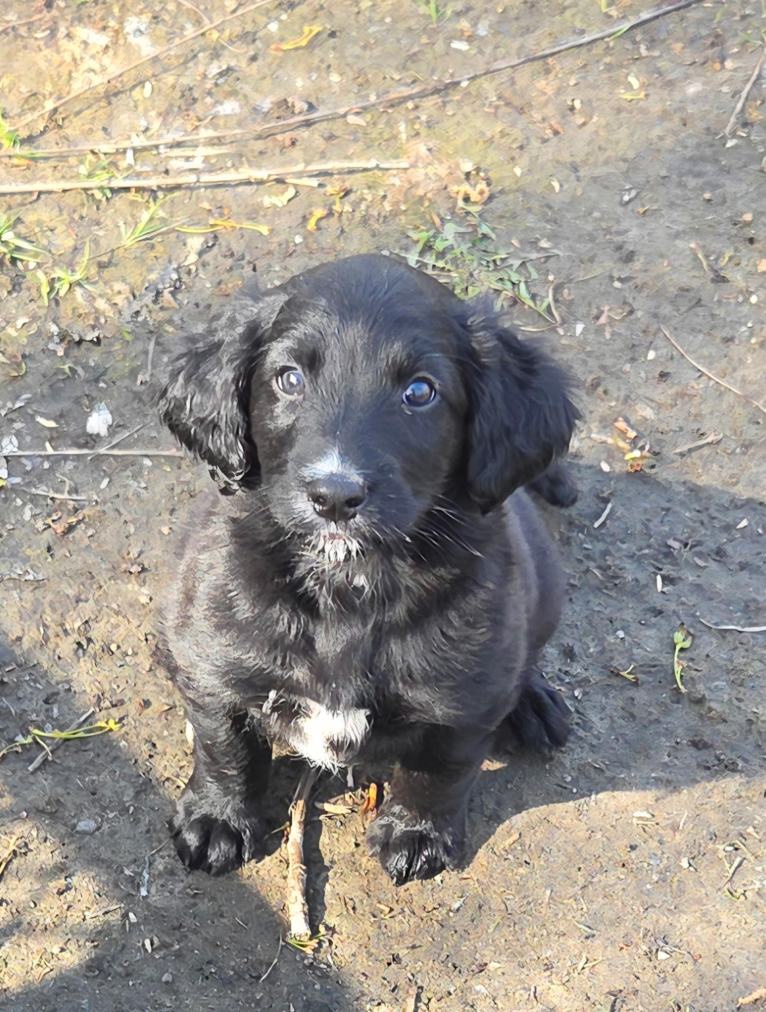 Izzy, ADOPTABLE, Puppy Female Irish Setter & Border Collie.