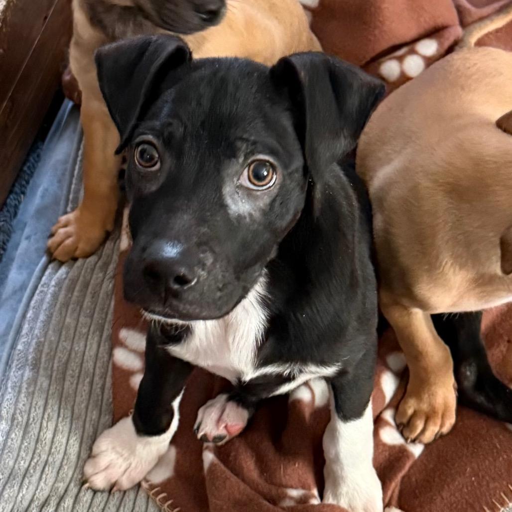 Inky, Adoptable, Puppy Female Black Labrador Retriever & Terrier.